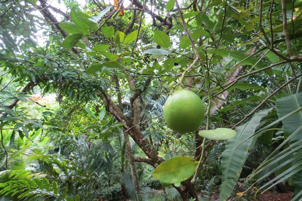 Apartamento Karibu Manuel Antonio Bilik gambar